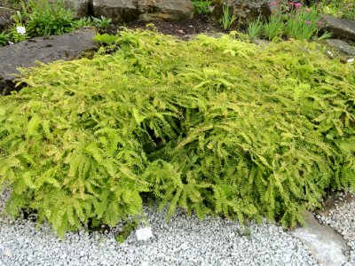 Adiantum_pedatum_-_Palmengarten_Frankfurt_-_DSC02002