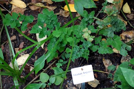 Adiantum_fergusonii_-_Botanischer_Garten,_Dresden,_Germany_-_DSC08525