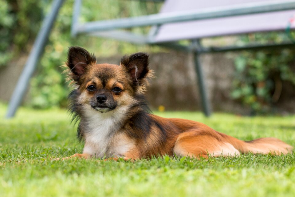 Pet small animal portrait