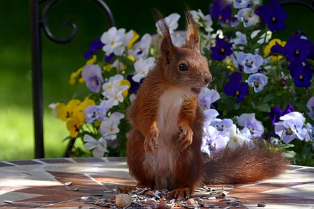 Sciurus vulgaris major foraging garden photo