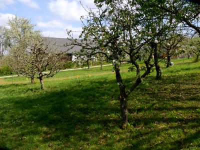 Adersleber_Kalvill_Freilichtmuseum_Roscheider_Hof_Ganzer_Baum_H2