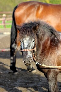 Pony horses horse heads
