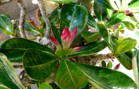 Adenium_obesum_3