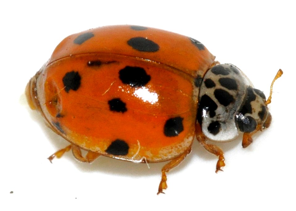 Adalia-decempunctata-19-fws