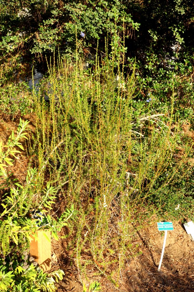 Adenostoma_fasciculatum_-_San_Luis_Obispo_Botanical_Garden_-_DSC06045