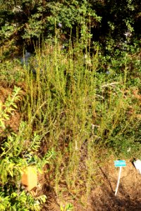 Adenostoma_fasciculatum_-_San_Luis_Obispo_Botanical_Garden_-_DSC06045