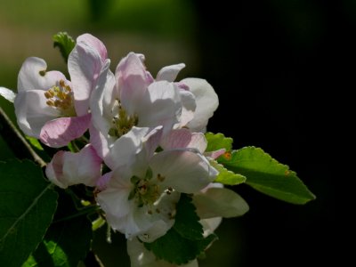 Adersleber_Kalvill_Freilichtmuseum_Roscheider_Hof_Blüten_H1