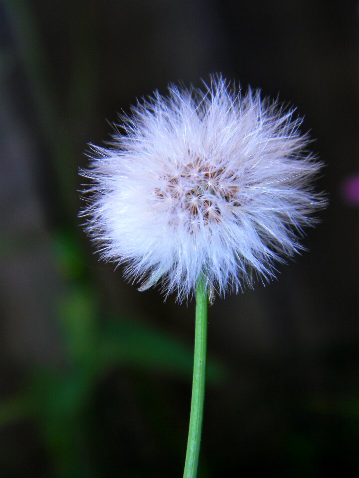 Nature spring floral