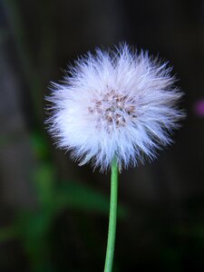 Nature spring floral photo