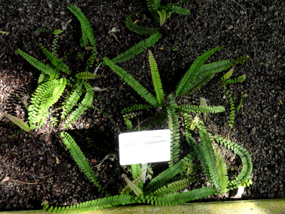 Adiantum_edgeworthii_-_Botanical_Garden_in_Kaisaniemi,_Helsinki_-_DSC03614