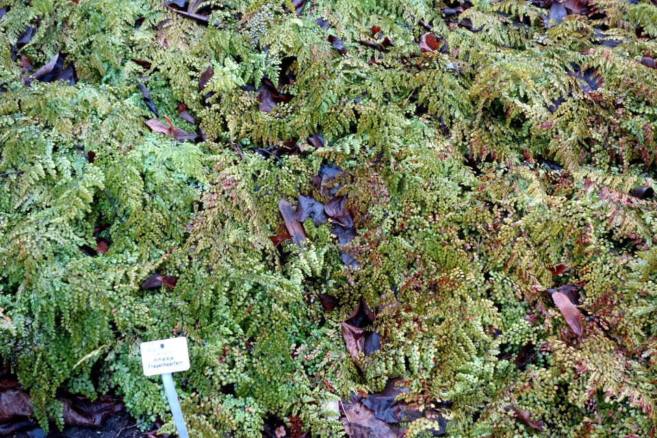 Adiantum_venustum_-_Botanischer_Garten,_Dresden,_Germany_-_DSC08945