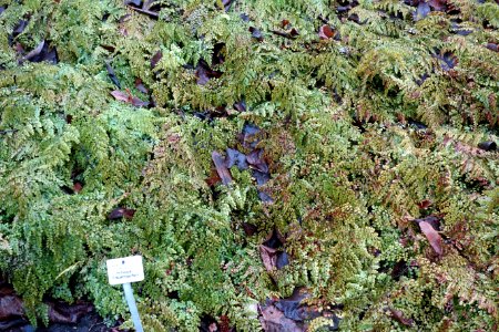 Adiantum_venustum_-_Botanischer_Garten,_Dresden,_Germany_-_DSC08945