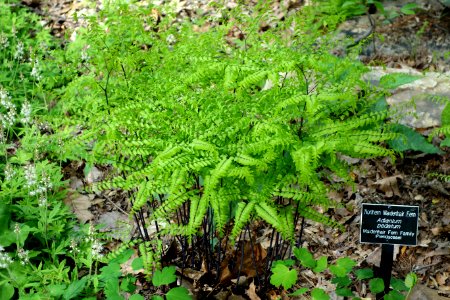 Adiantum_pedatum_-_Jenkins_Arboretum_-_DSC00621