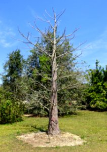 Adansonia_suarezensis_-_Fruit_and_Spice_Park_-_Homestead,_Florida_-_DSC09036