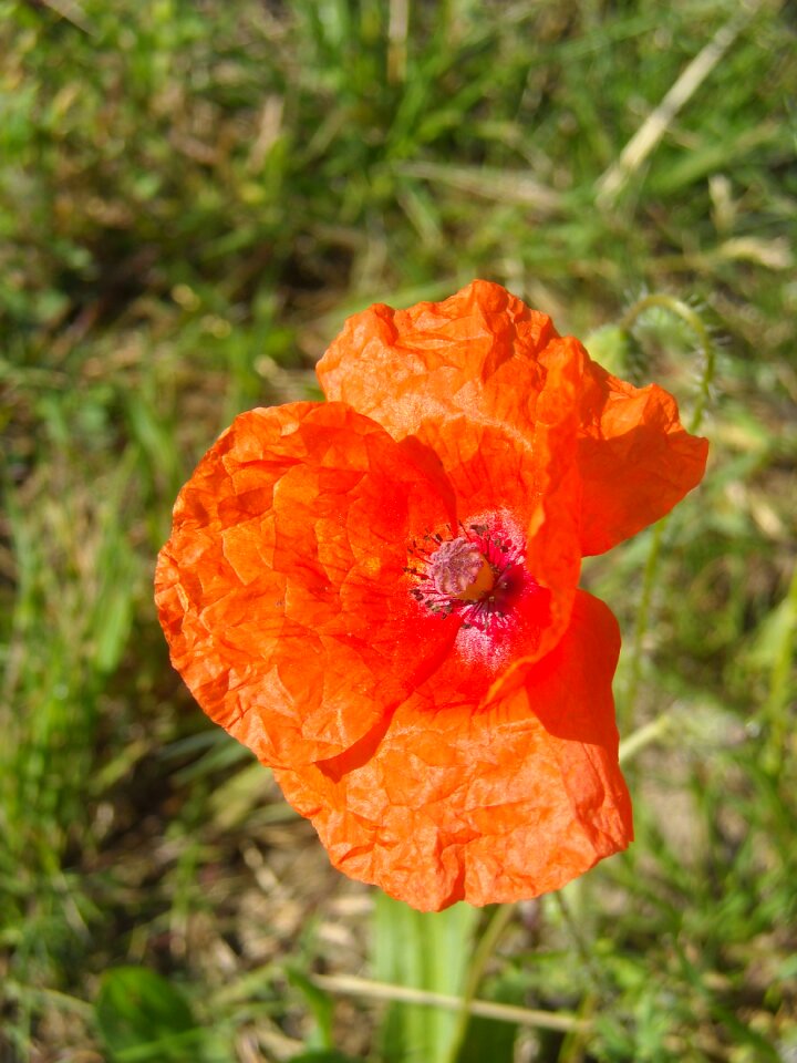 Plant floral red flower