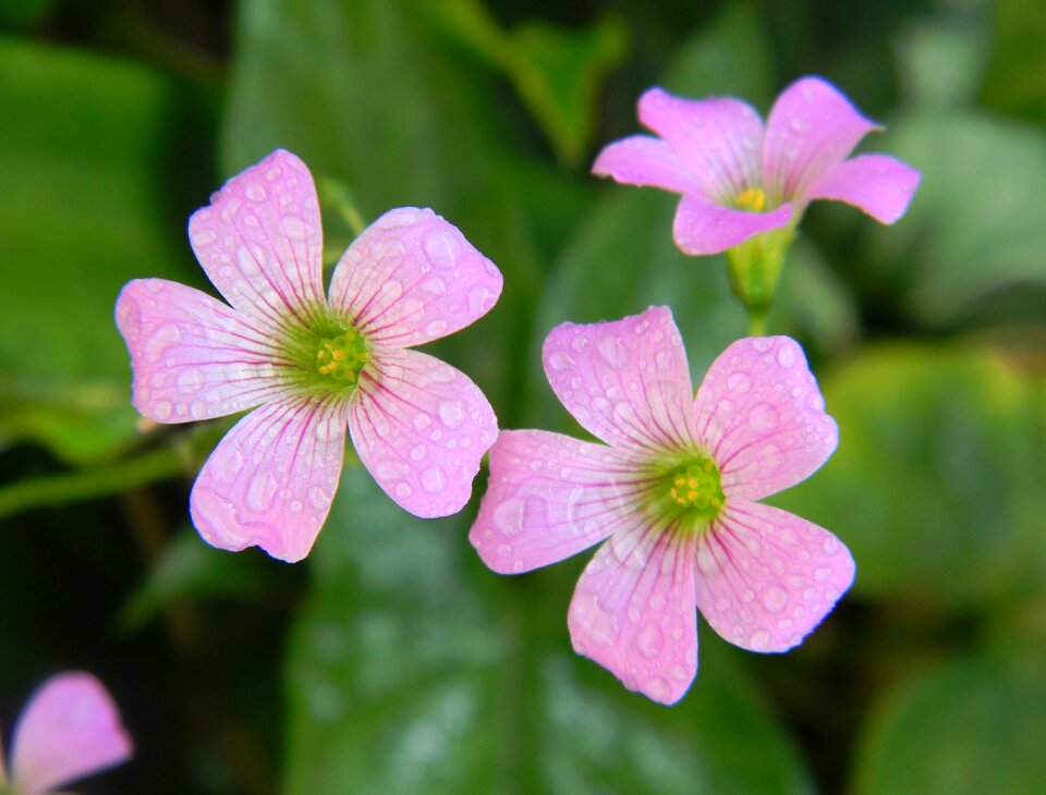 Nature floral plant photo