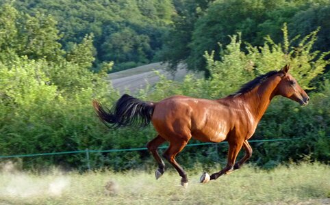 Equine pre gallop photo