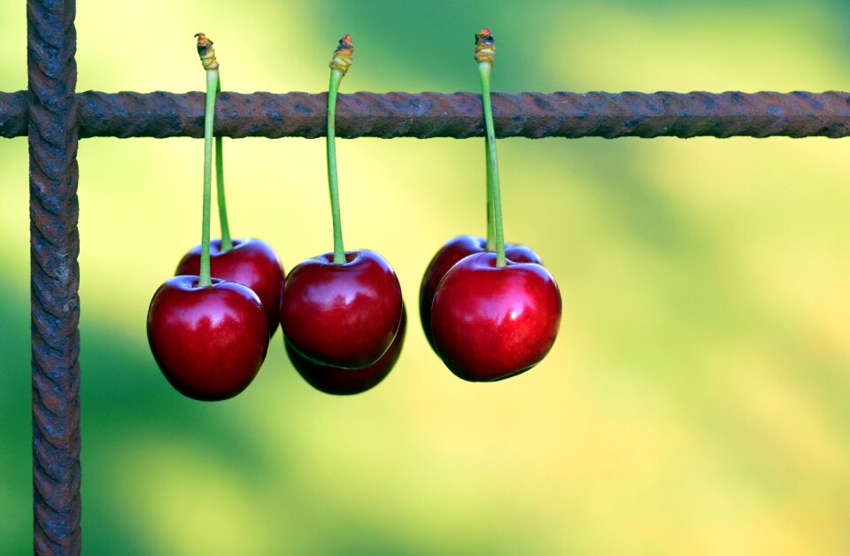 Red sweet cherry nature