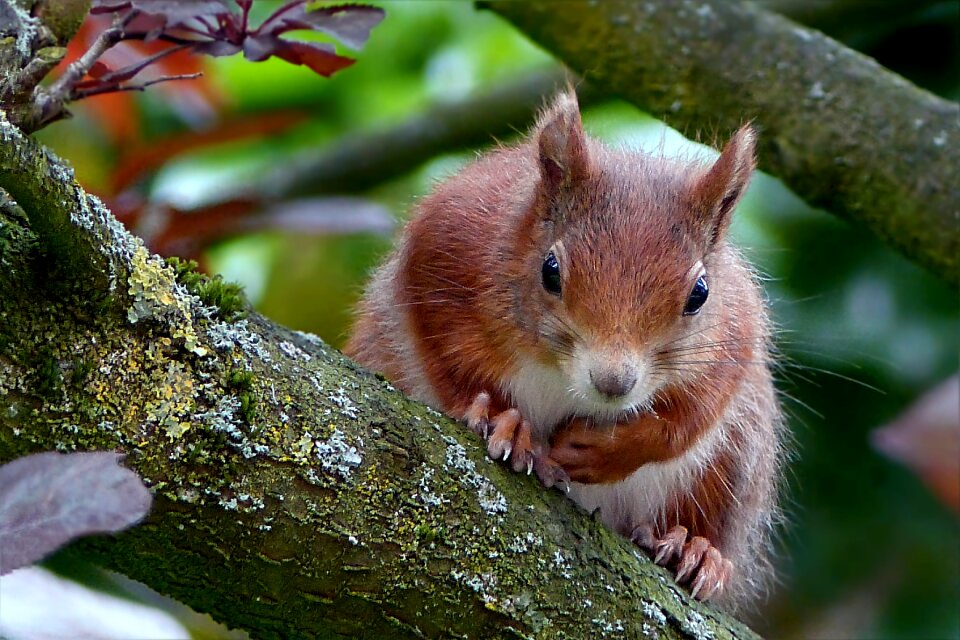 Sciurus vulgaris major foraging branch