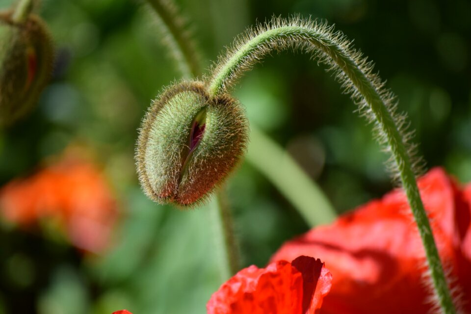 Plants red flora