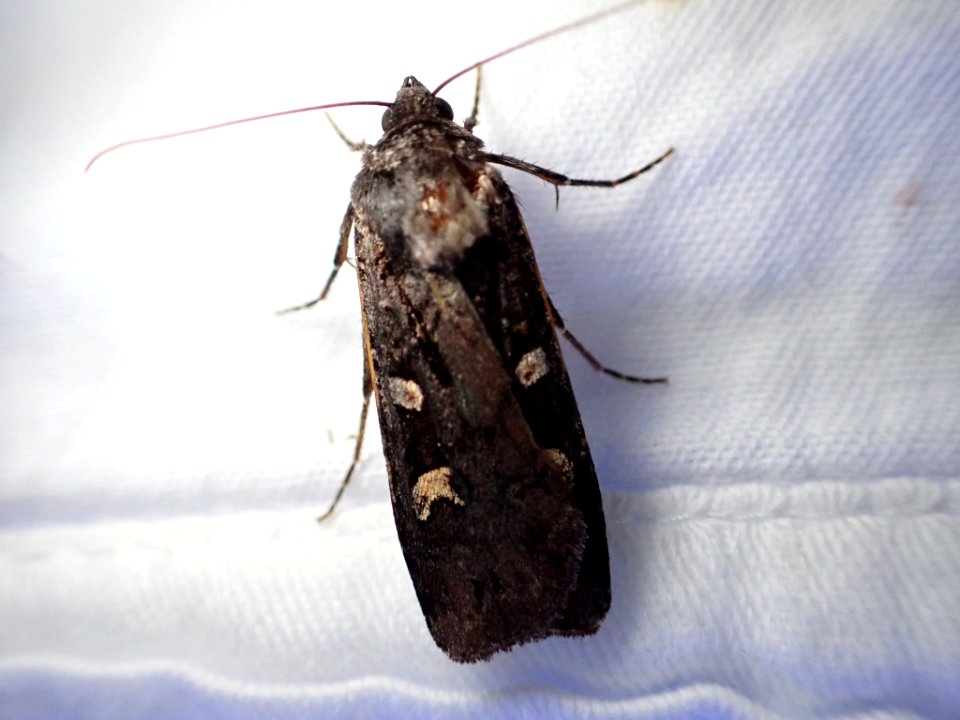 Actebia_fennica_108214957