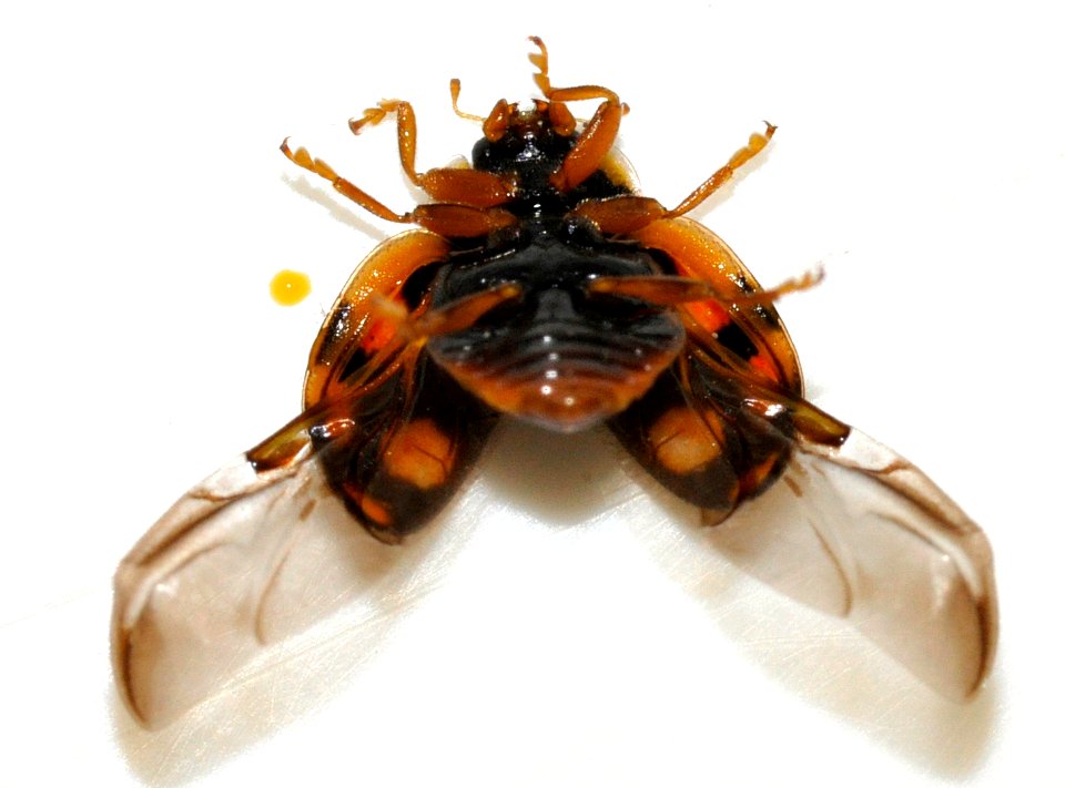 Adalia-decempunctata-17-fws