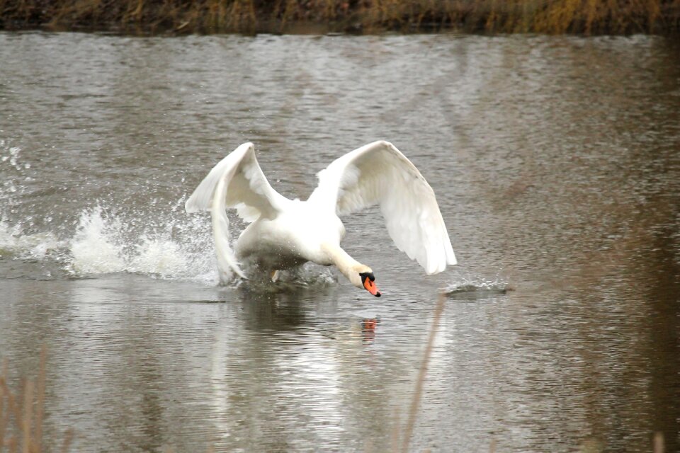 Waters wing landing
