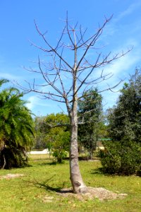 Adansonia_suarezensis_-_Fruit_and_Spice_Park_-_Homestead,_Florida_-_DSC09033