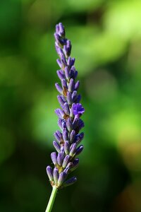 Flower violet nature