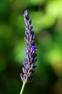 Flower violet nature photo