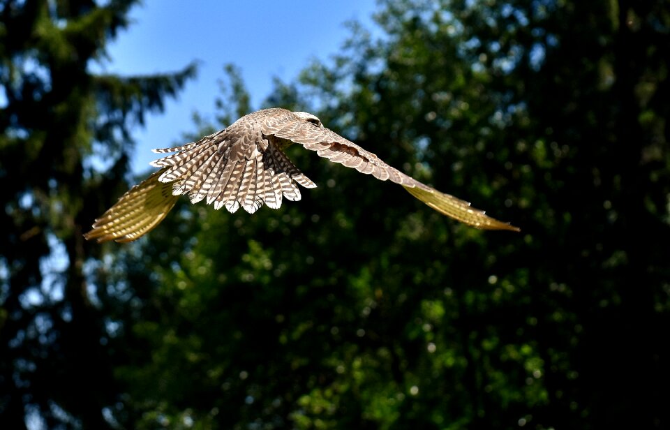 Wild animal nature feather