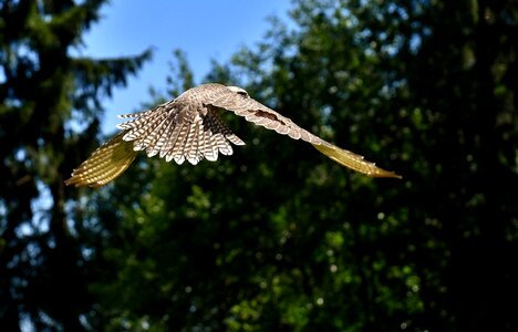 Wild animal nature feather