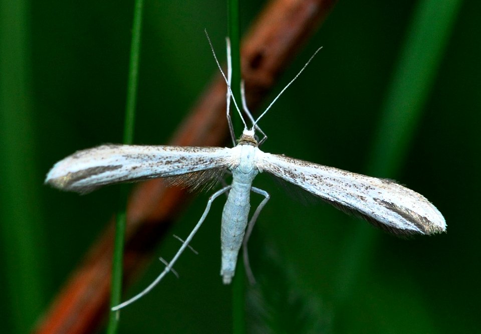 Adaina-microdactyla-01-fws