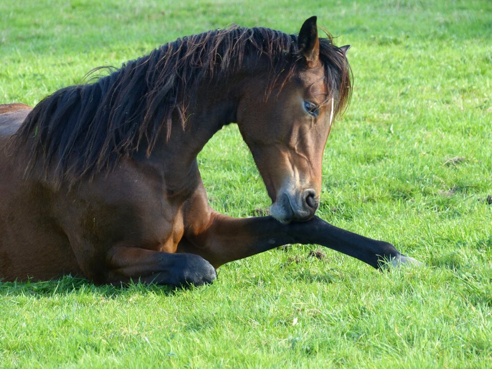 Horse pasture paddock