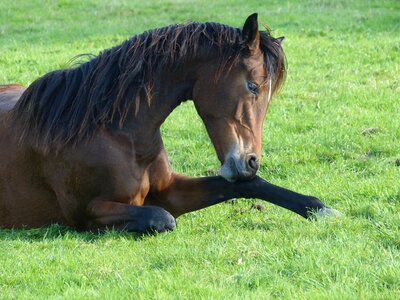 Horse pasture paddock photo