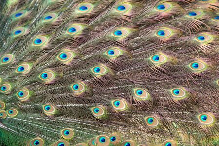 Tail bird colors