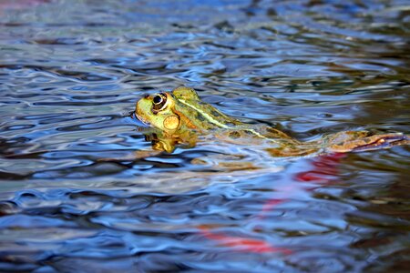 Frog pond amphibian floats photo