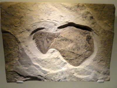 Acutiramus_macrophthalmus,_Late_Silurian,_Fiddlers_Green_Formation,_Herkimer_County,_New_York,_USA_-_Houston_Museum_of_Natural_Science_-_DSC01669