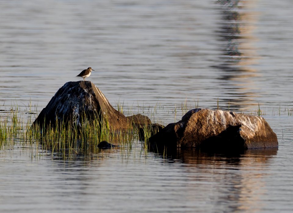 Actitis_hypoleucos_Oulu_Finland_2020-05-26