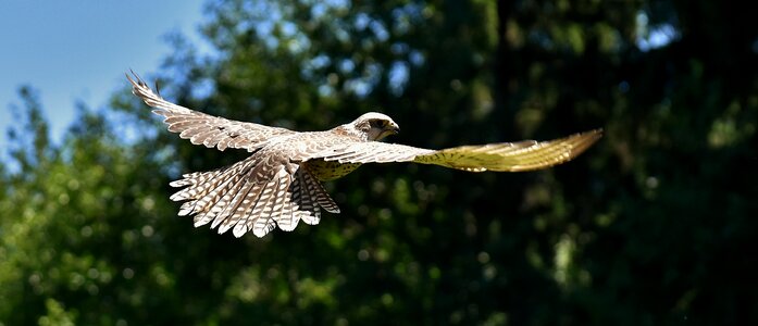 Wild animal nature feather