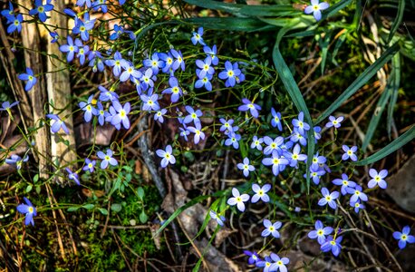 Wildflowers small blue flowers perennial photo