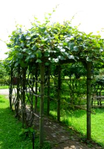 Actinidia_chinensis_-_Urban_Greening_Botanical_Garden_-_Kiba_Park_-_Koto,_Tokyo,_Japan_-_DSC05417