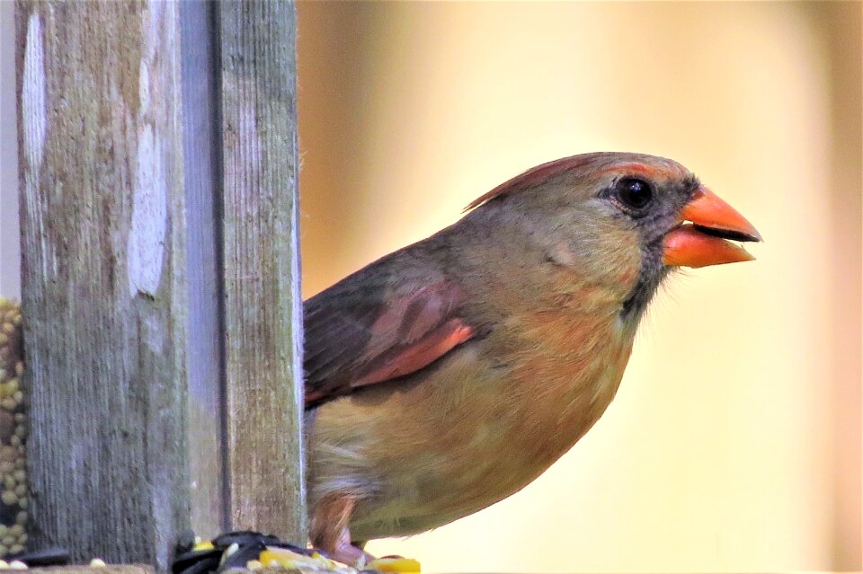 Colorful female cardinal wildlife