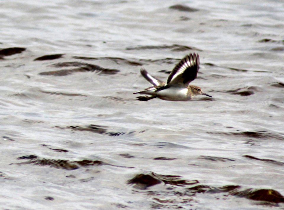 Actitis_hypoleucos_Simo_20130803