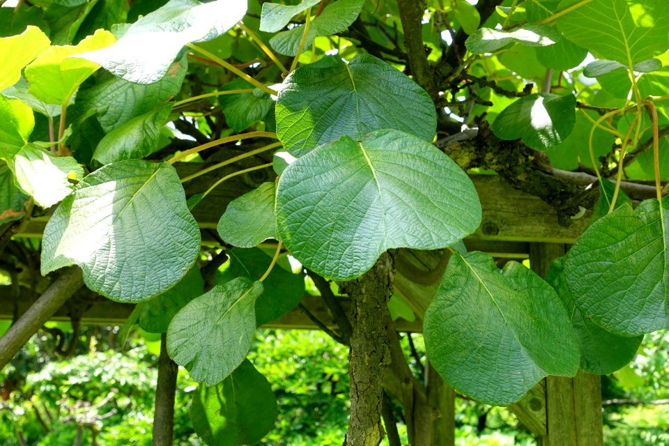 Actinidia_chinensis_-_Urban_Greening_Botanical_Garden_-_Kiba_Park_-_Koto,_Tokyo,_Japan_-_DSC05419