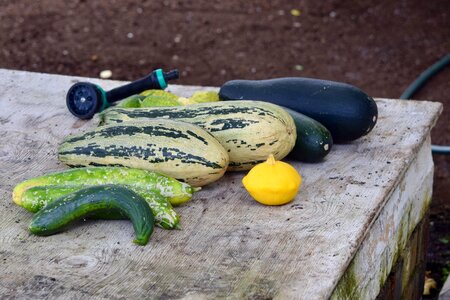 Squash organic eggplant