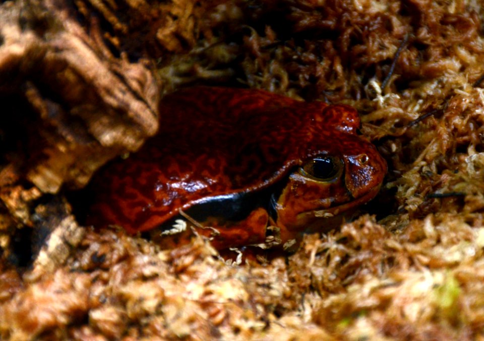 Acquario_di_Genova_27072015_06_Dyscophus_guineti
