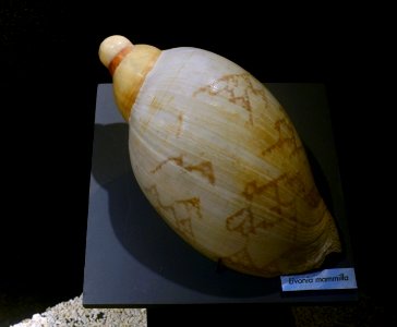 Acquario_di_Genova_27072015_08_Livonia_mammilla