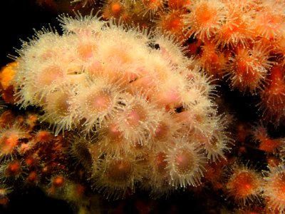 Actinia_fragacea_-MBA_-_DSC06983
