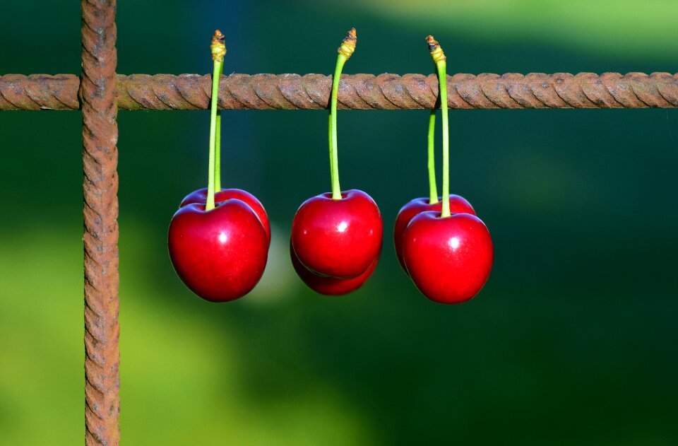 Red sweet cherry nature